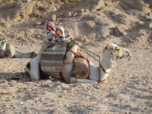 Camel Ride in the Desert​ Hurghada Egypt