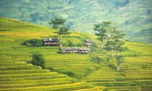 Rice Terrace Trekking​ Sapa Vietnam