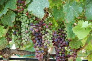 Bodegas Ochoa Wine​ Olite Spain