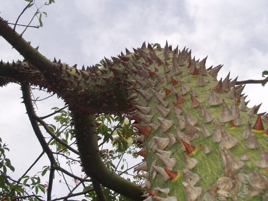 Botanical Garden​ Palermo Sicily Italy