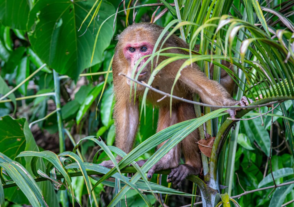 Monkey Beach​ Koh Phi Phi Thailand