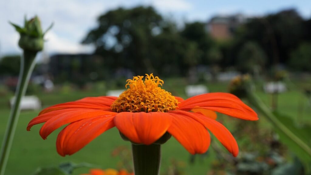 Botanischer Garten Karlsruhe Germany