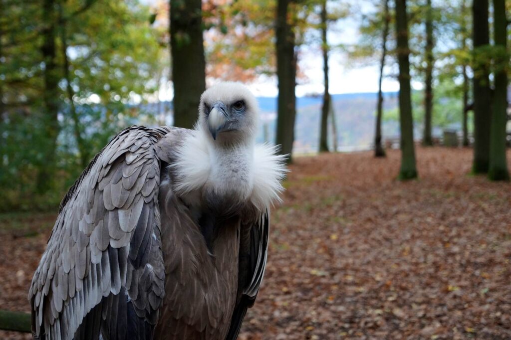 Wildpark Edersee​ Germany